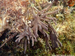Tedania (Tedania) anhelans thumbnail