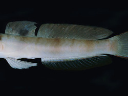 Amblyeleotris downingi thumbnail