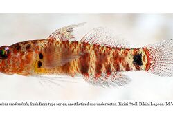 Eviota niedenthali thumbnail