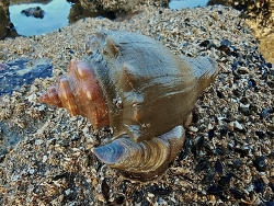 Volegalea cochlidium thumbnail
