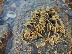 Volegalea cochlidium thumbnail