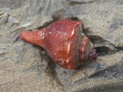 Volegalea cochlidium thumbnail