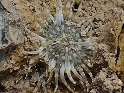 Anthopleura dixoniana thumbnail