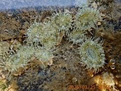 Anthopleura dixoniana thumbnail