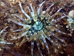 Anthopleura dixoniana thumbnail