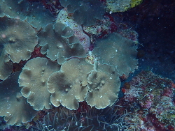 Platyzoanthus mussoides thumbnail