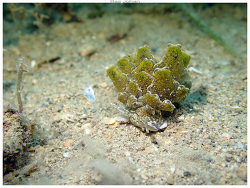 Cyerce blackburnae,Ilot Canard - Noumea 2026 
