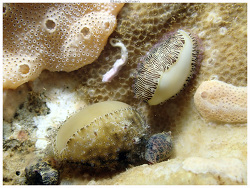 Monetaria moneta thumbnail
