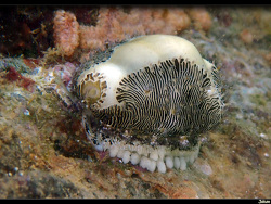 Monetaria moneta thumbnail