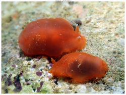 Dendrodoris fumata thumbnail