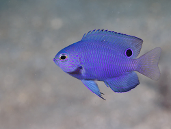 Pomacentrus nagasakiensis thumbnail