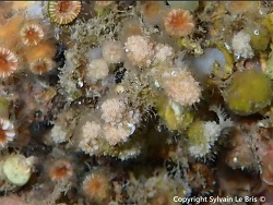 Celleporina mangnevillana thumbnail