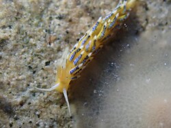 Tenellia scintillans thumbnail