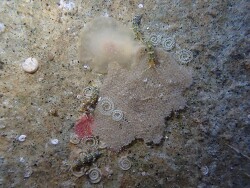 Tenellia scintillans thumbnail