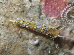 Tenellia scintillans thumbnail