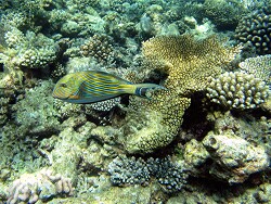 Acanthurus lineatus - Blaustreifen Doktorfisch - Malediven - Thudufushi - Hausriff