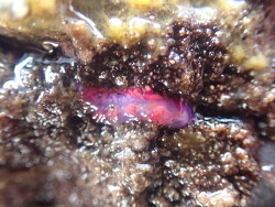 Tenellia beta thumbnail