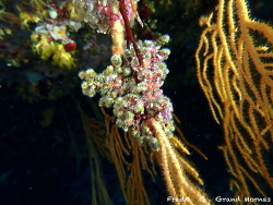 Celleporina mangnevillana thumbnail