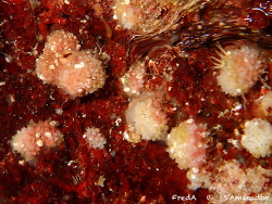 Celleporina mangnevillana thumbnail