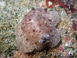Alloiodoris lanuginata thumbnail