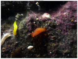 Vayssierea caledonica thumbnail