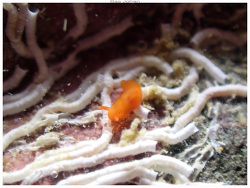 Vayssierea caledonica thumbnail