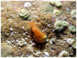 Vayssierea caledonica thumbnail