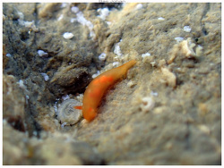 Vayssierea caledonica thumbnail