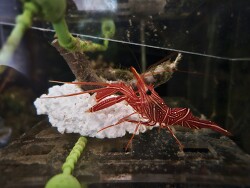 Rhynchocinetes durbanensis thumbnail