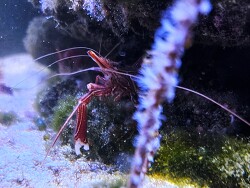 Rhynchocinetes durbanensis thumbnail