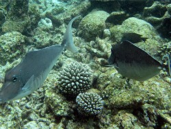 Naso brachycentron - Buckel-Nasendoktor  Weibchen - Malediven - Thudufushi - Hausriff