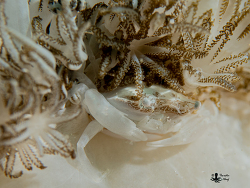 Caphyra loevis thumbnail