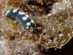 Thuridilla splendens thumbnail