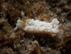 Bulbaeolidia alba thumbnail