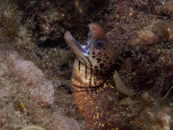 Gymnothorax cribroris thumbnail