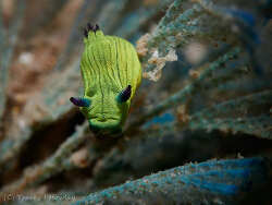 Tambja tenuilineata thumbnail