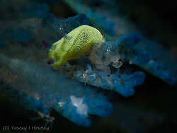 Tambja tenuilineata thumbnail