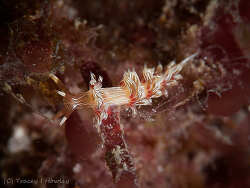 Cratena lineata thumbnail