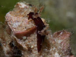 Trapania brunnea thumbnail
