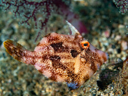 Paramonacanthus choirocephalus thumbnail