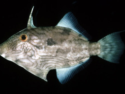 Paramonacanthus choirocephalus thumbnail