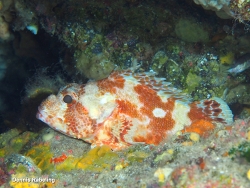 Scorpaena canariensis thumbnail
