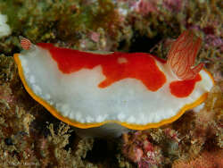 Goniobranchus splendidus,Mooloolaba, Hanging Rock 2024