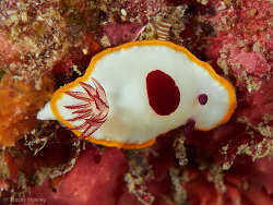 Goniobranchus splendidus,Mooloolaba, Hanging Rock 2024