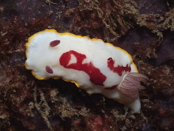Goniobranchus splendidus,Cook Island, New South Wales, Australia 2023