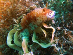 Goniobranchus collingwoodi thumbnail