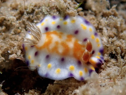 Goniobranchus collingwoodi thumbnail