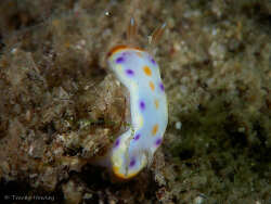 Goniobranchus collingwoodi thumbnail