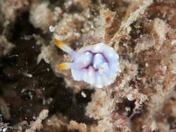 Goniobranchus geometricus thumbnail