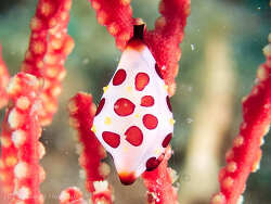 Primovula rosewateri thumbnail